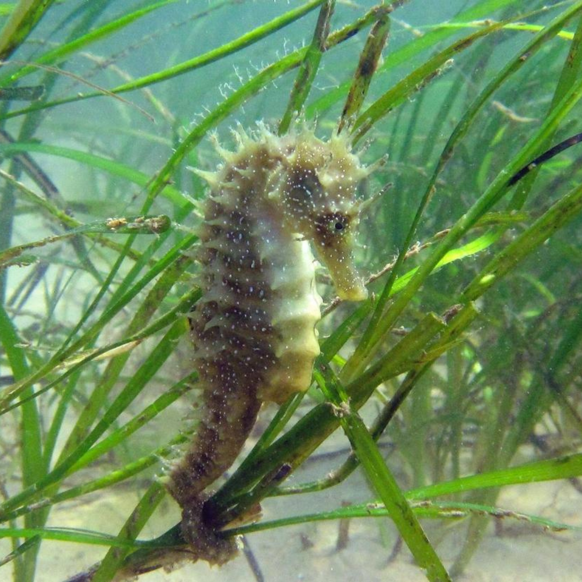 Eco Drift proudly supports Hampshire & Isle of Wight Wildlife Trust’s seagrass work